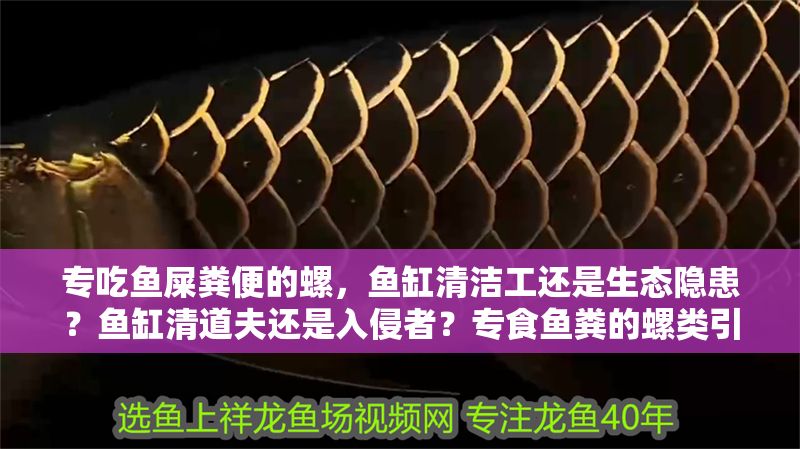 專吃魚屎糞便的螺，魚缸清潔工還是生態隱患？魚缸清道夫還是入侵者？專食魚糞的螺類引發生態爭議