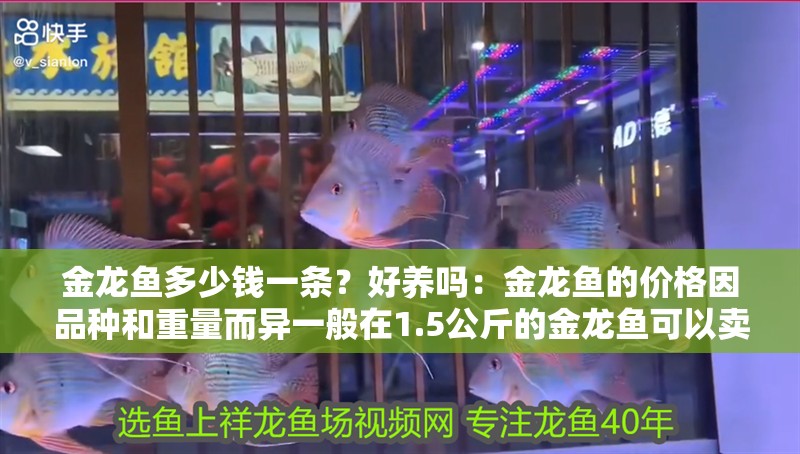 金龍魚多少錢一條？好養(yǎng)嗎：金龍魚的價格因品種和重量而異一般在1.5公斤的金龍魚可以賣到18萬元