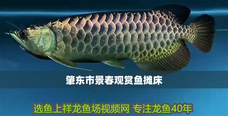 肇東市景春觀賞魚攤床