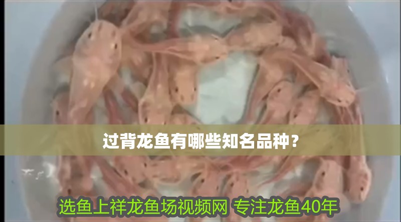 過(guò)背龍魚(yú)有哪些知名品種？