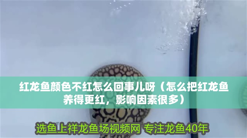 紅龍魚顏色不紅怎么回事兒呀（怎么把紅龍魚養得更紅，影響因素很多）