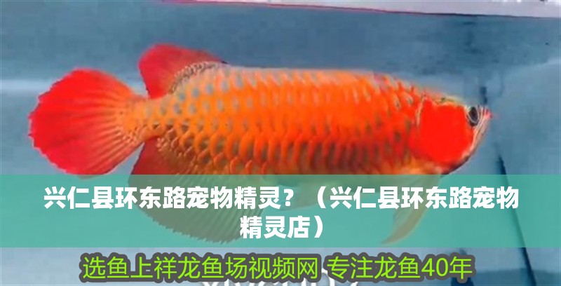 興仁縣環東路寵物精靈？（興仁縣環東路寵物精靈店）