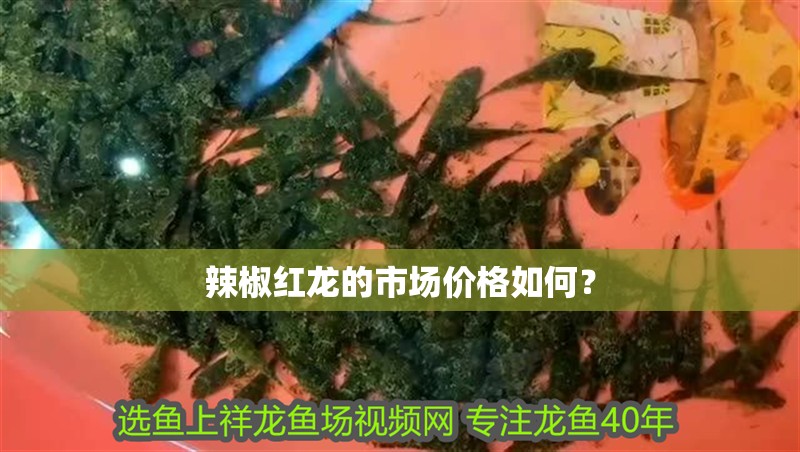 辣椒紅龍的市場價格如何？