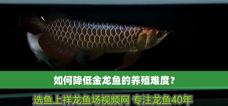 如何降低金龍魚的養殖難度？