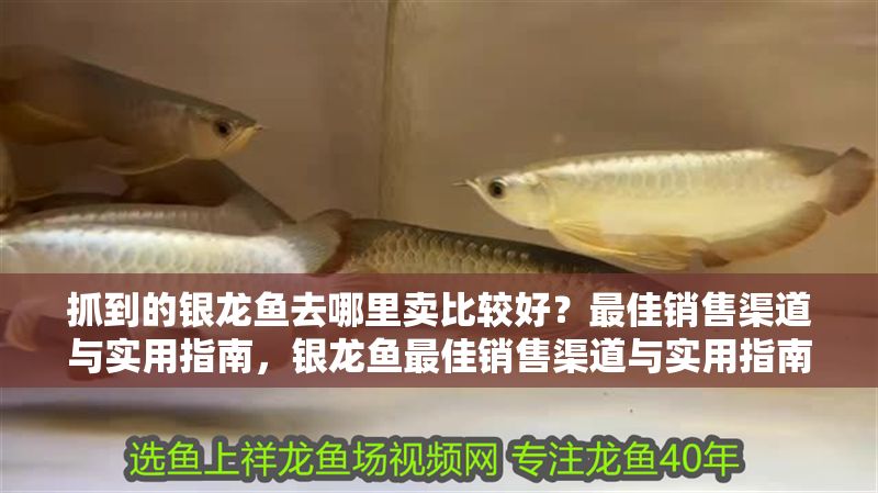 抓到的銀龍魚去哪里賣比較好？最佳銷售渠道與實(shí)用指南，銀龍魚最佳銷售渠道與實(shí)用指南，哪里賣最劃算？