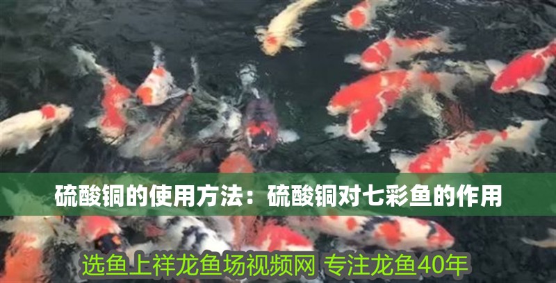 硫酸銅的使用方法：硫酸銅對七彩魚的作用