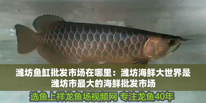 濰坊魚缸批發市場在哪里：濰坊海鮮大世界是濰坊市最大的海鮮批發市場
