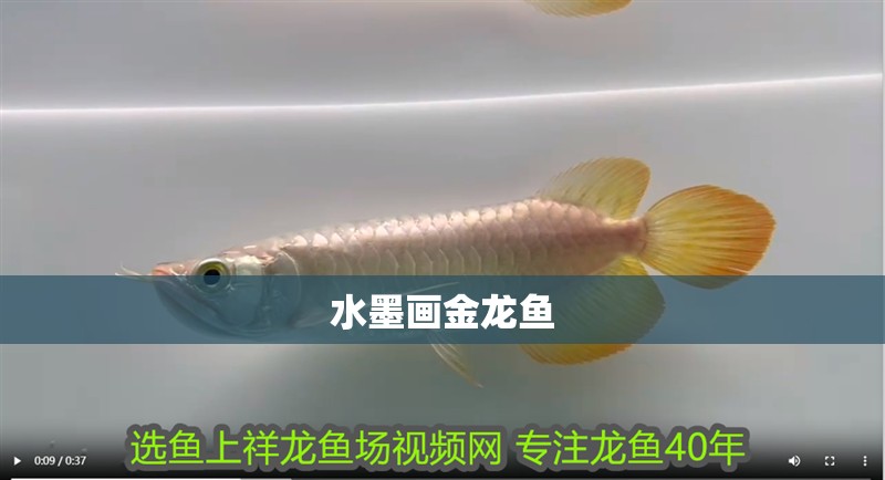 水墨畫金龍魚