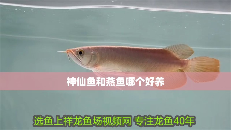 神仙魚和燕魚哪個好養(yǎng)