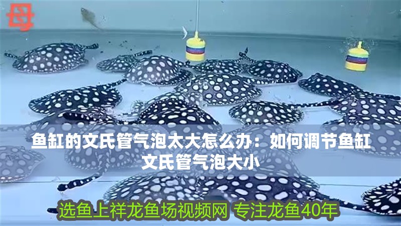 魚缸的文氏管氣泡太大怎么辦：如何調(diào)節(jié)魚缸文氏管氣泡大小