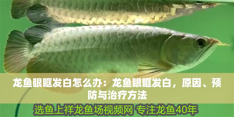 龍魚眼眶發白怎么辦：龍魚眼眶發白，原因、預防與治療方法