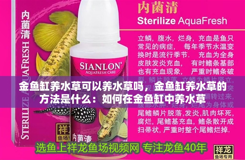 金魚缸養水草可以養水草嗎，金魚缸養水草的方法是什么：如何在金魚缸中養水草