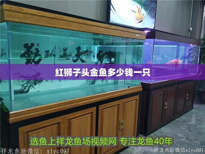 紅獅子頭金魚多少錢一只