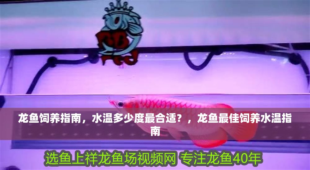 龍魚飼養指南，水溫多少度最合適？，龍魚最佳飼養水溫指南