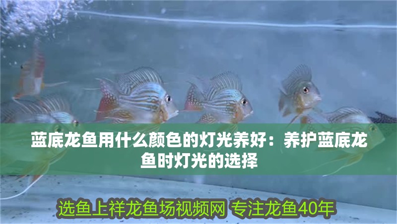 藍底龍魚用什么顏色的燈光養好：養護藍底龍魚時燈光的選擇