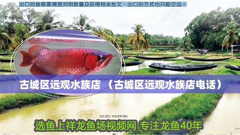 古城區遠觀水族店 （古城區遠觀水族店電話）