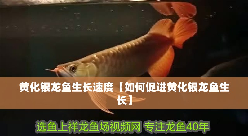 黃化銀龍魚生長速度【如何促進(jìn)黃化銀龍魚生長】 黃化銀龍魚生長速度【如何促進(jìn)黃化銀龍魚生長】 龍魚百科