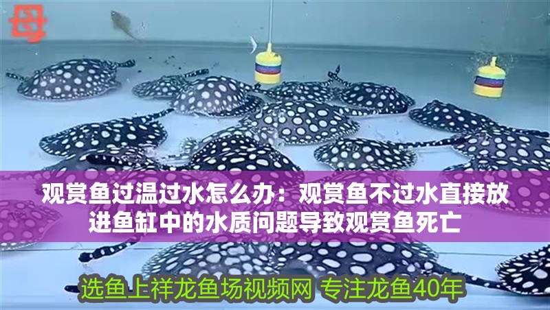 觀賞魚過溫過水怎么辦：觀賞魚不過水直接放進魚缸中的水質問題導致觀賞魚死亡