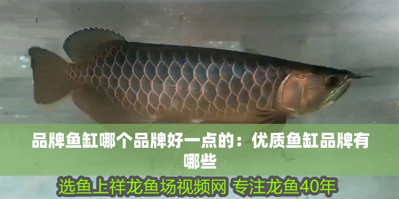品牌魚缸哪個品牌好一點的：優質魚缸品牌有哪些