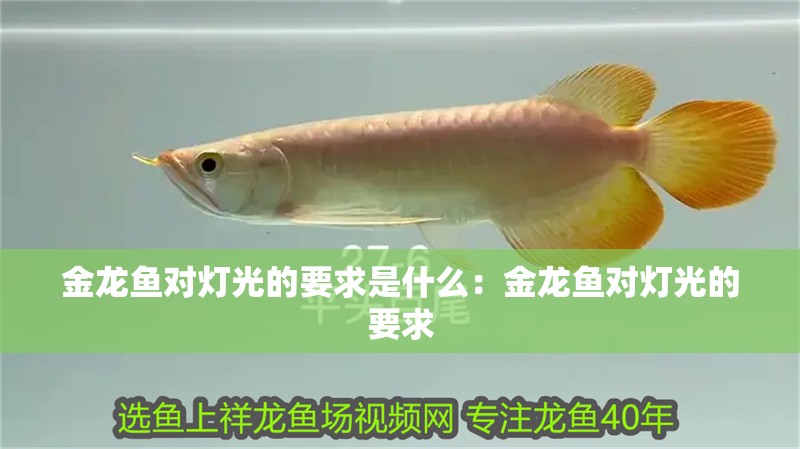 金龍魚對燈光的要求是什么：金龍魚對燈光的要求