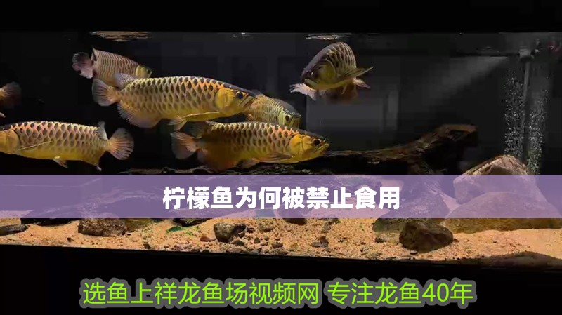 檸檬魚為何被禁止食用