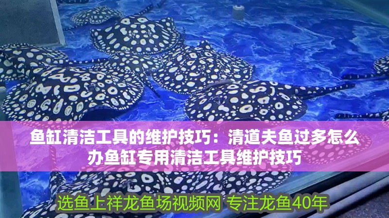 魚缸清潔工具的維護(hù)技巧：清道夫魚過多怎么辦魚缸專用清潔工具維護(hù)技巧