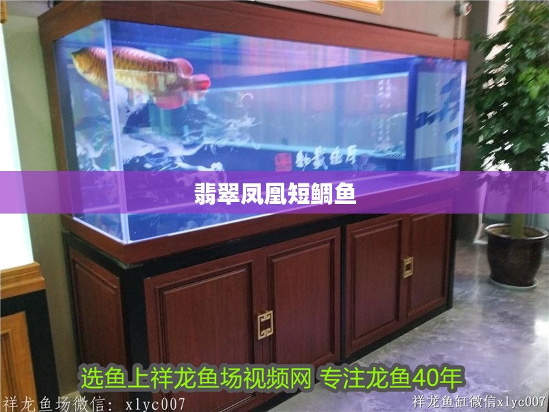 翡翠鳳凰短鯛魚