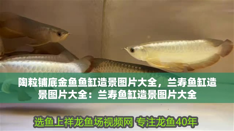 陶粒鋪底金魚魚缸造景圖片大全，蘭壽魚缸造景圖片大全：蘭壽魚缸造景圖片大全