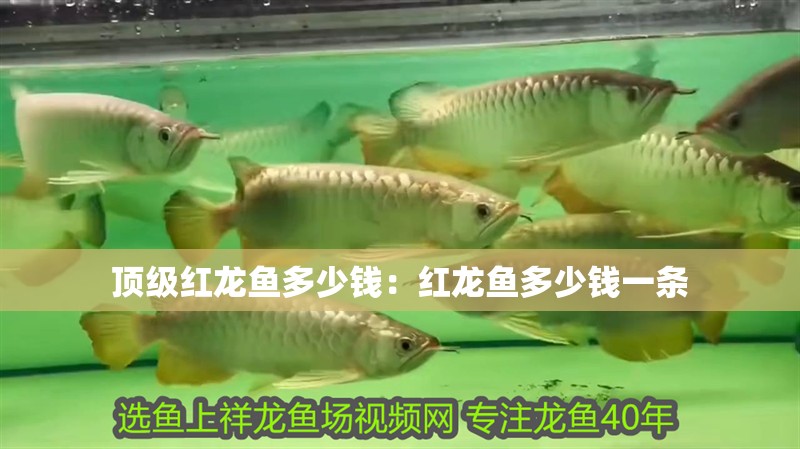 頂級(jí)紅龍魚多少錢：紅龍魚多少錢一條
