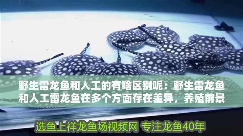 野生雷龍魚和人工的有啥區(qū)別呢：野生雷龍魚和人工雷龍魚在多個方面存在差異，養(yǎng)殖前景越來越好
