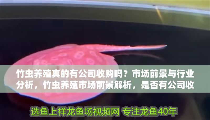 竹蟲養殖真的有公司收購嗎？市場前景與行業分析，竹蟲養殖市場前景解析，是否有公司收購及行業發展趨勢