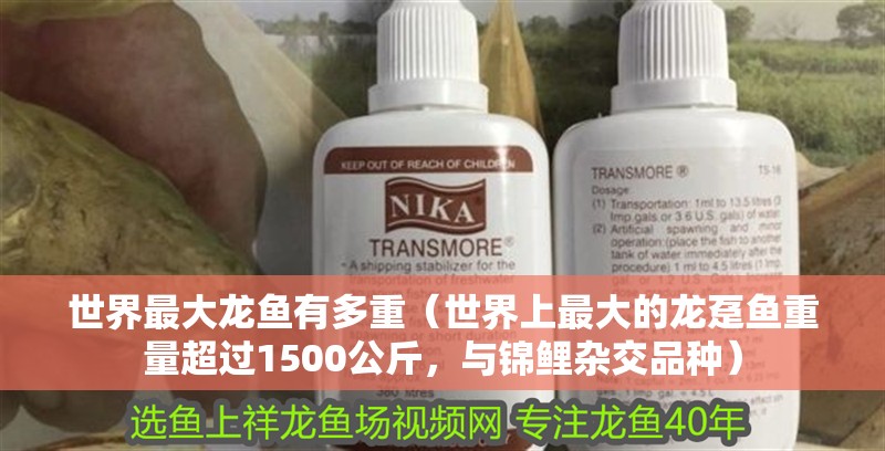 世界最大龍魚有多重（世界上最大的龍躉魚重量超過1500公斤，與錦鯉雜交品種）