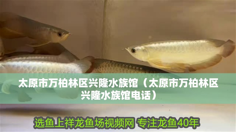 太原市萬柏林區(qū)興隆水族館（太原市萬柏林區(qū)興隆水族館電話）