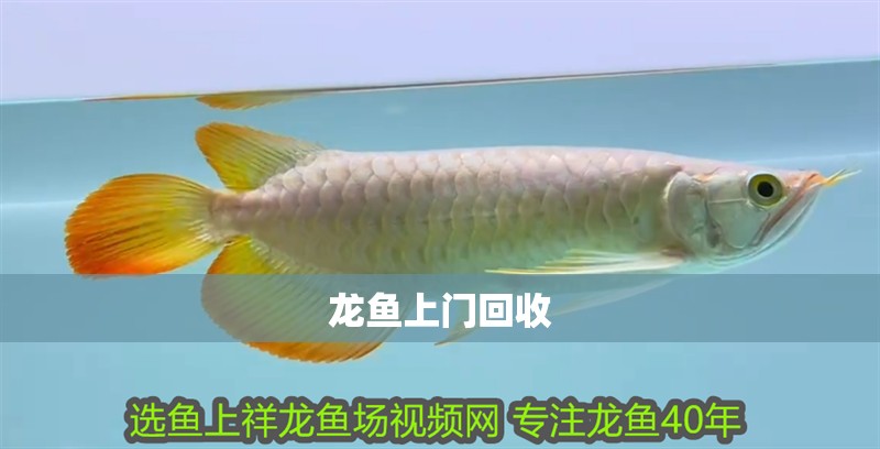 龍魚上門回收