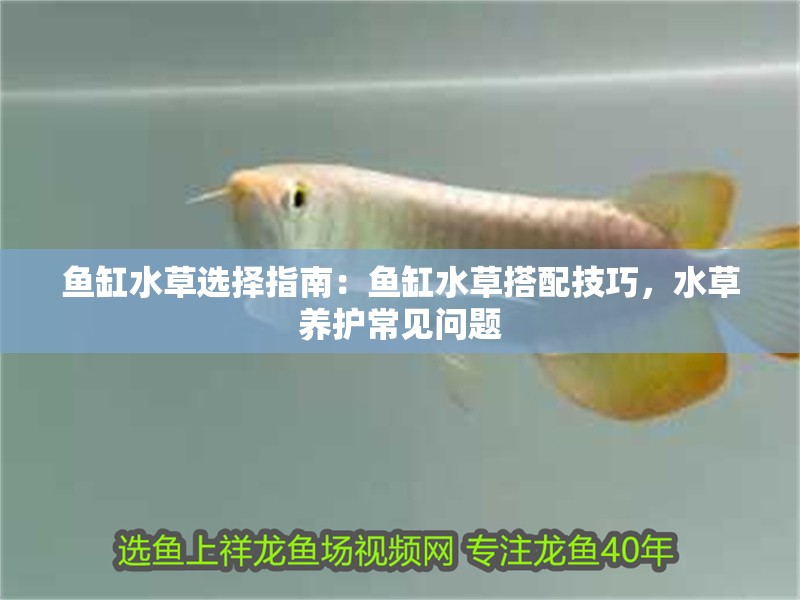 魚缸水草選擇指南：魚缸水草搭配技巧，水草養護常見問題