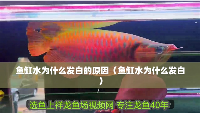 魚缸水為什么發白的原因（魚缸水為什么發白）