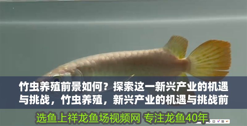 竹蟲養殖前景如何？探索這一新興產業的機遇與挑戰，竹蟲養殖，新興產業的機遇與挑戰前景分析