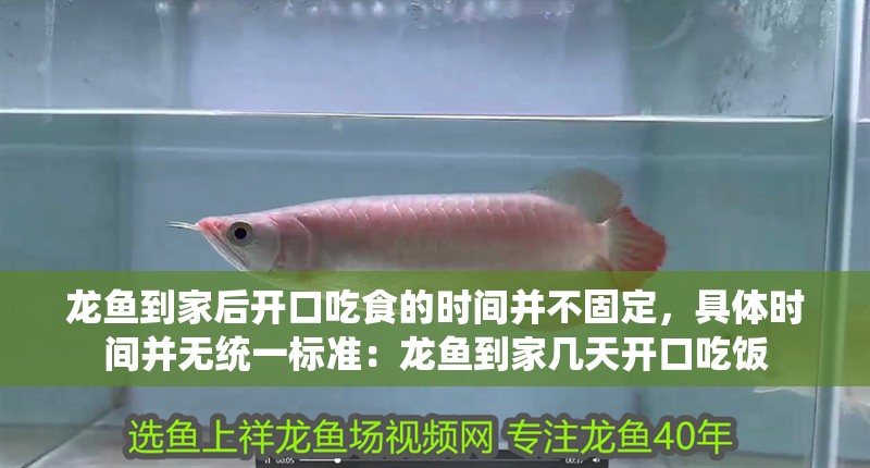龍魚(yú)到家后開(kāi)口吃食的時(shí)間并不固定，具體時(shí)間并無(wú)統(tǒng)一標(biāo)準(zhǔn)：龍魚(yú)到家?guī)滋扉_(kāi)口吃飯