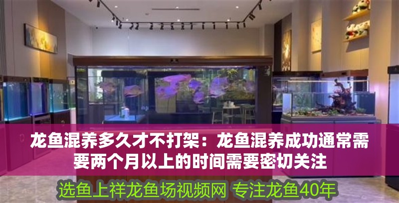 龍魚混養(yǎng)多久才不打架：龍魚混養(yǎng)成功通常需要兩個月以上的時間需要密切關(guān)注