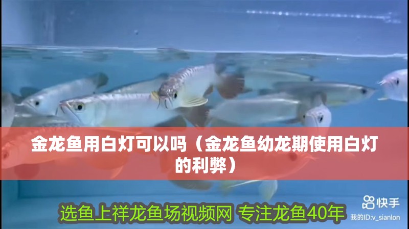 金龍魚用白燈可以嗎（金龍魚幼龍期使用白燈的利弊）