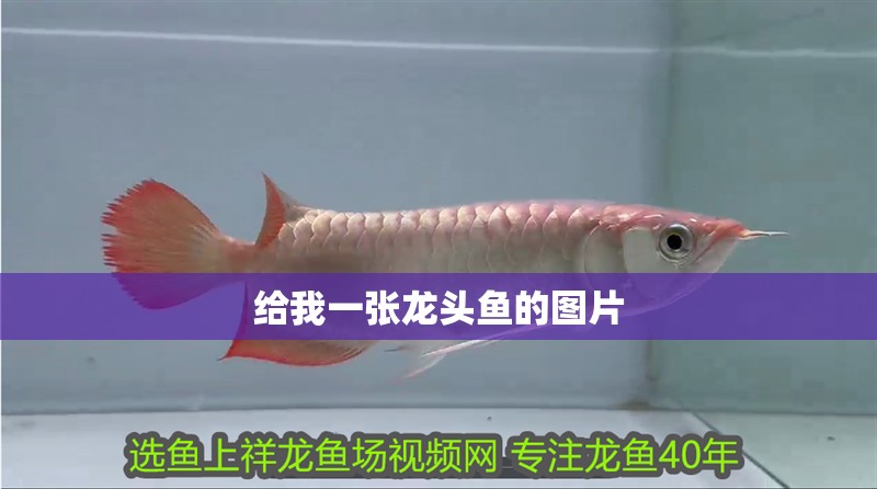 給我一張龍頭魚的圖片