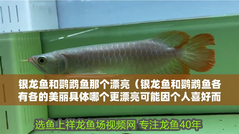 銀龍魚(yú)和鸚鵡魚(yú)那個(gè)漂亮（銀龍魚(yú)和鸚鵡魚(yú)各有各的美麗具體哪個(gè)更漂亮可能因個(gè)人喜好而異）