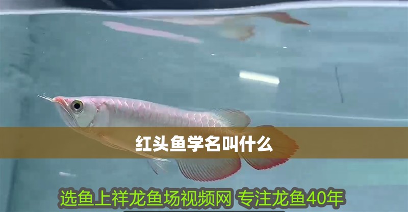 紅頭魚學名叫什么