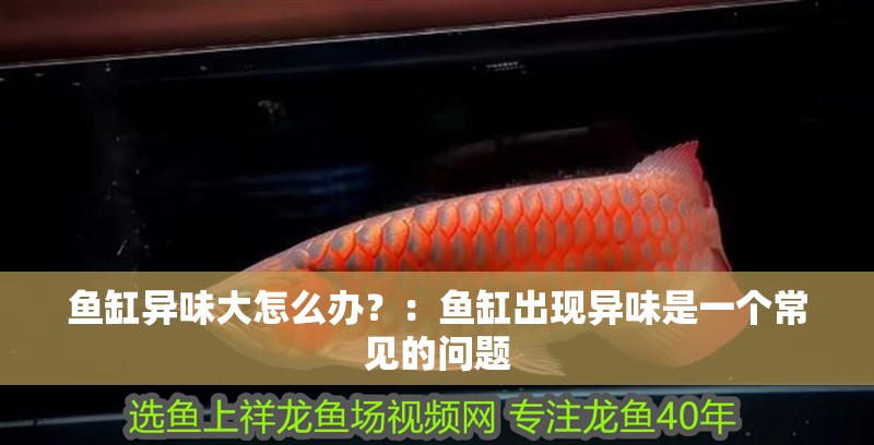 魚缸異味大怎么辦？：魚缸出現異味是一個常見的問題