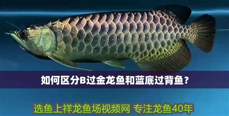如何區分B過金龍魚和藍底過背魚？