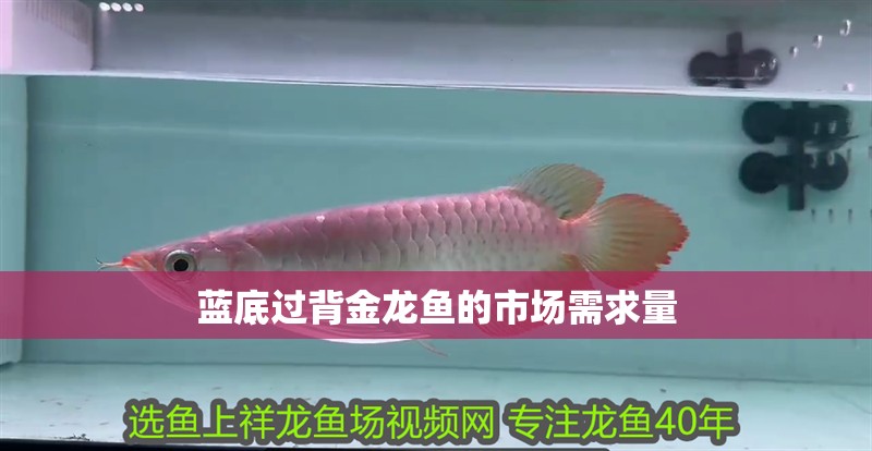 藍底過背金龍魚的市場需求量
