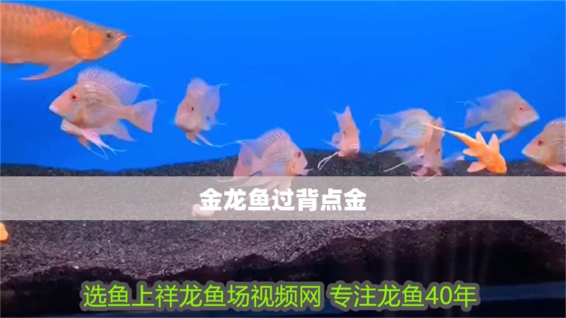 金龍魚過背點金