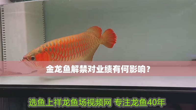 金龍魚解禁對業(yè)績有何影響？