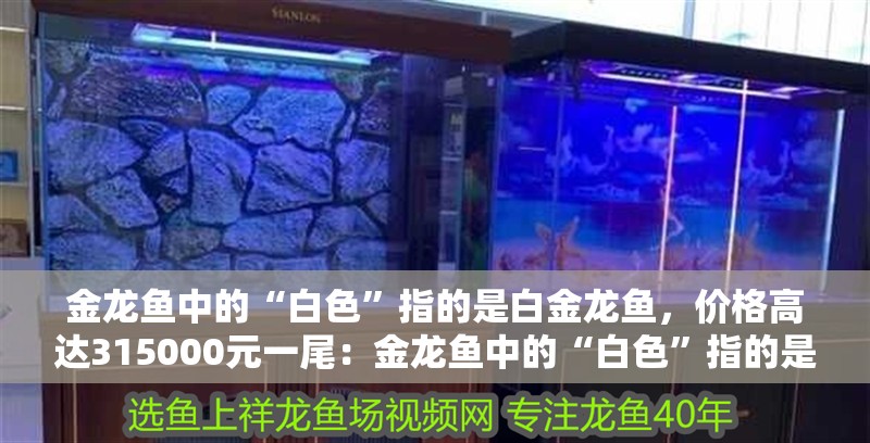 金龍魚中的“白色”指的是白金龍魚，價格高達315000元一尾：金龍魚中的“白色”指的是什么？