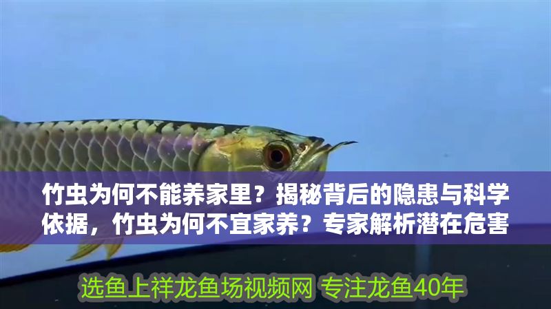 竹蟲為何不能養家里？揭秘背后的隱患與科學依據，竹蟲為何不宜家養？專家解析潛在危害與科學原因